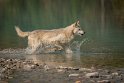 163 Canada, Golden, Northern Lights Wildlife Wolf Center
